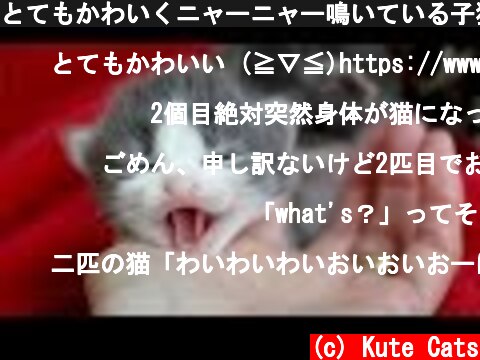 とてもかわいくニャーニャー鳴いている子猫 - 最も面白い猫の映画 #102  (c) Kute Cats